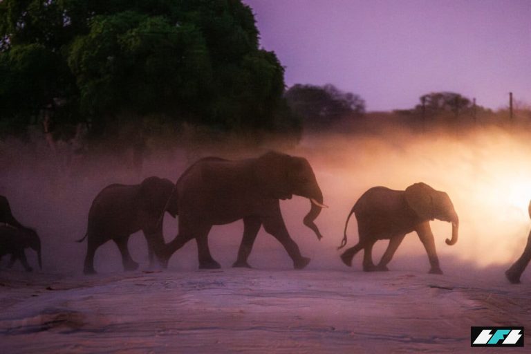 ElephantsCrossing_ZambeziRiverZambia_JasperDoestWWF-SIZE-1200x800_2