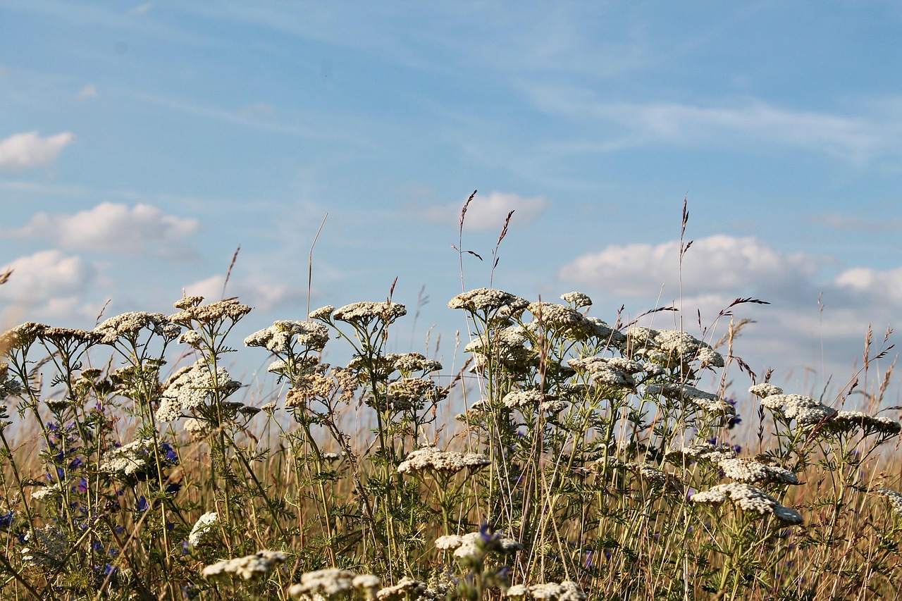 Developing and implementing policies that address both climate change and