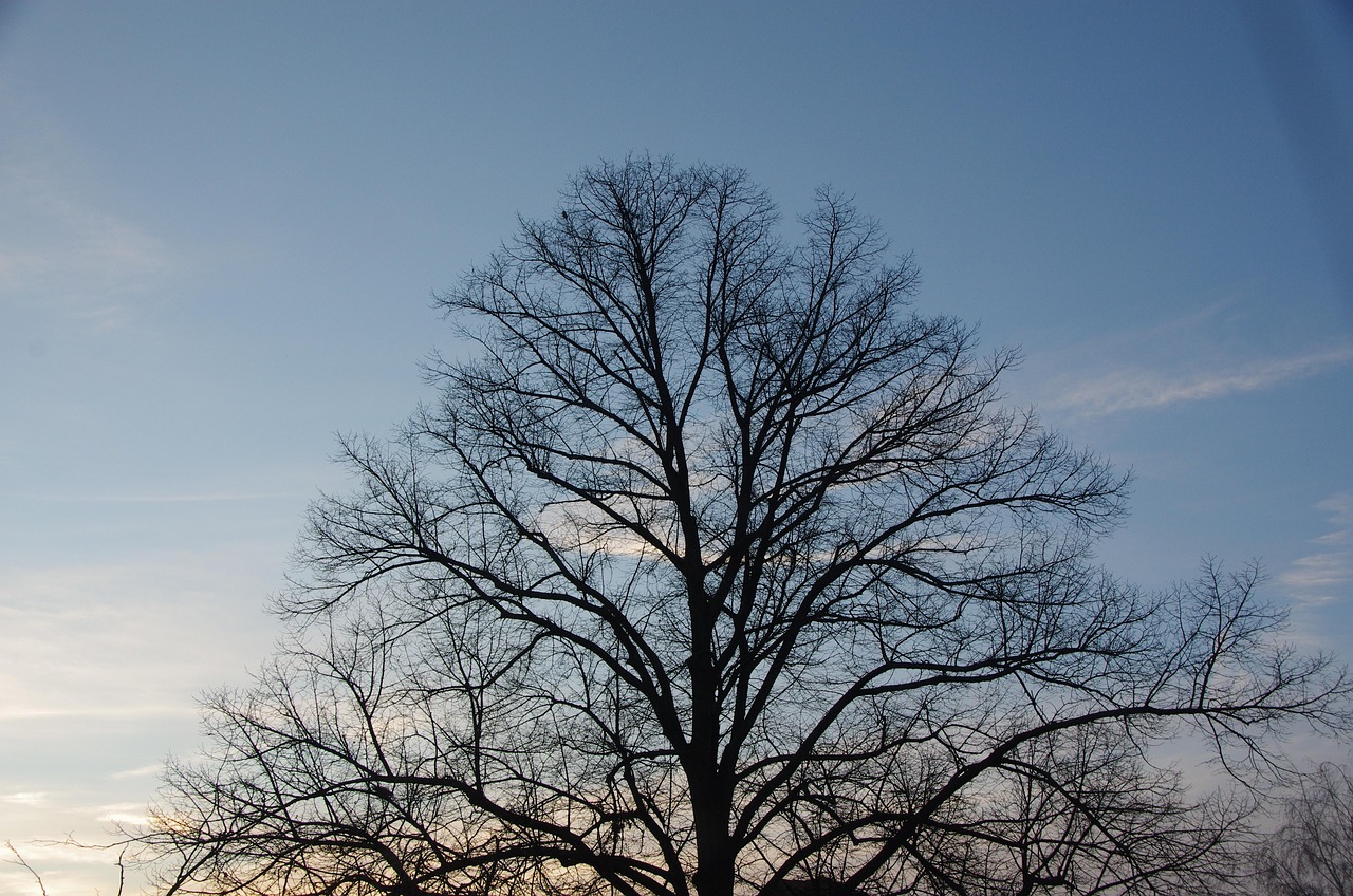 The Role of Financial Mechanisms