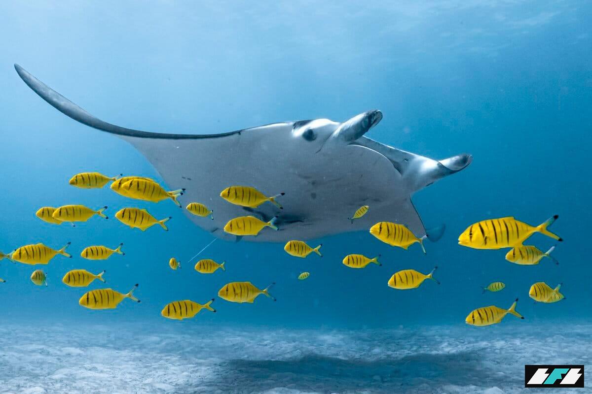 e.-BANNER-OceanImageBank_EmilieLedwidge_26-1-1200x800_2