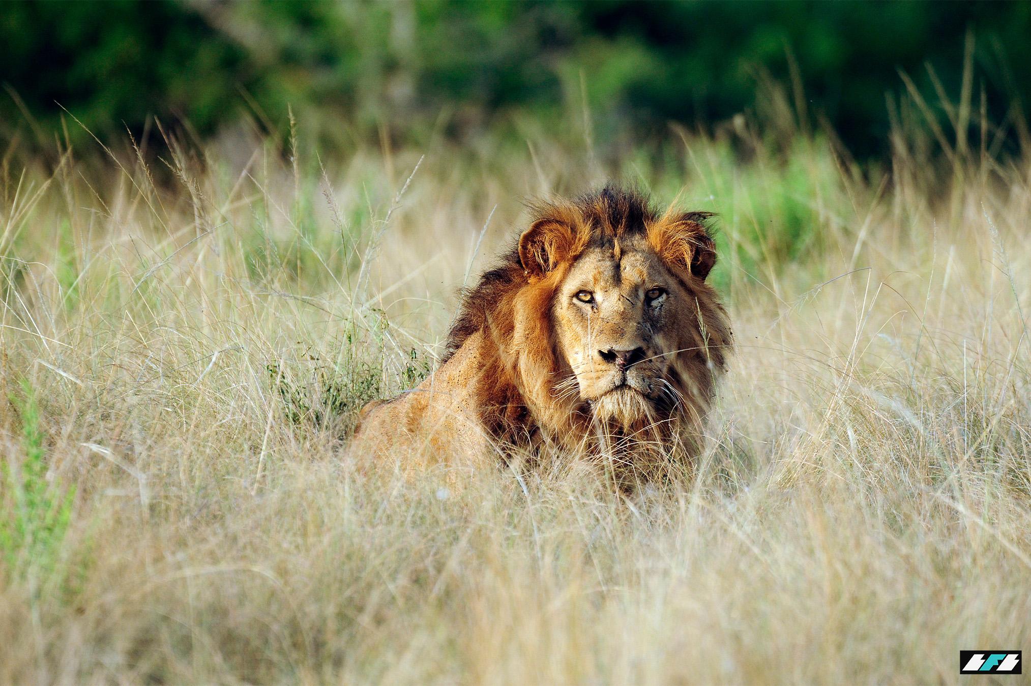 e.-julie-larsen-©WCS-5403-African-Lion-UGA-32