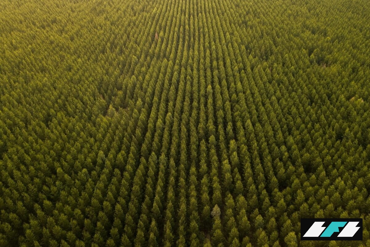 eucalyptus-monoculture-1200x800_2