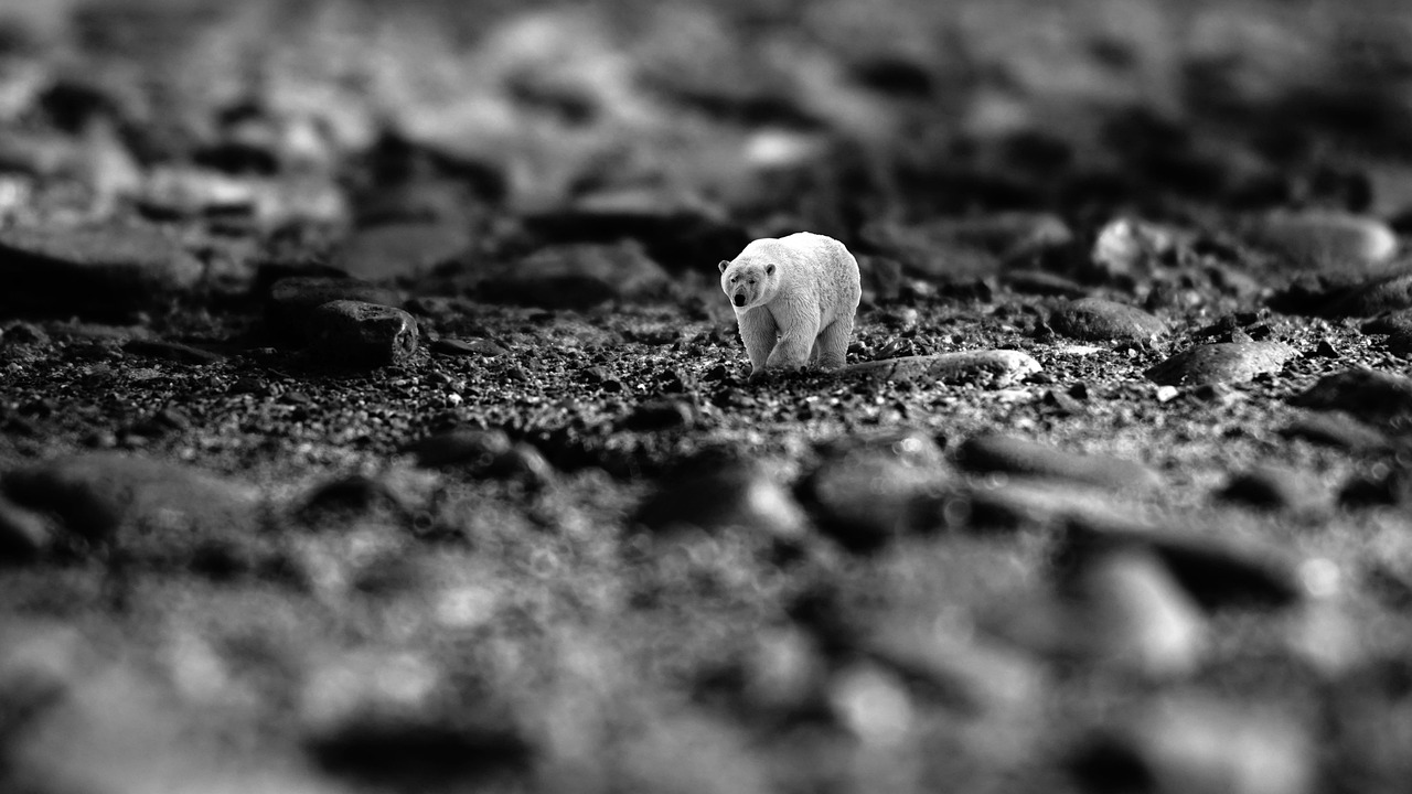 Ocean acidification affects marine life, particularly calcifying organisms such as