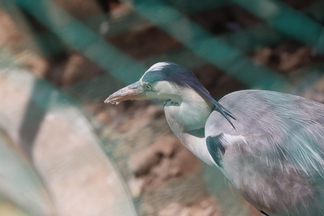 Policymakers can support the resilience of marine ecosystems by enforcing