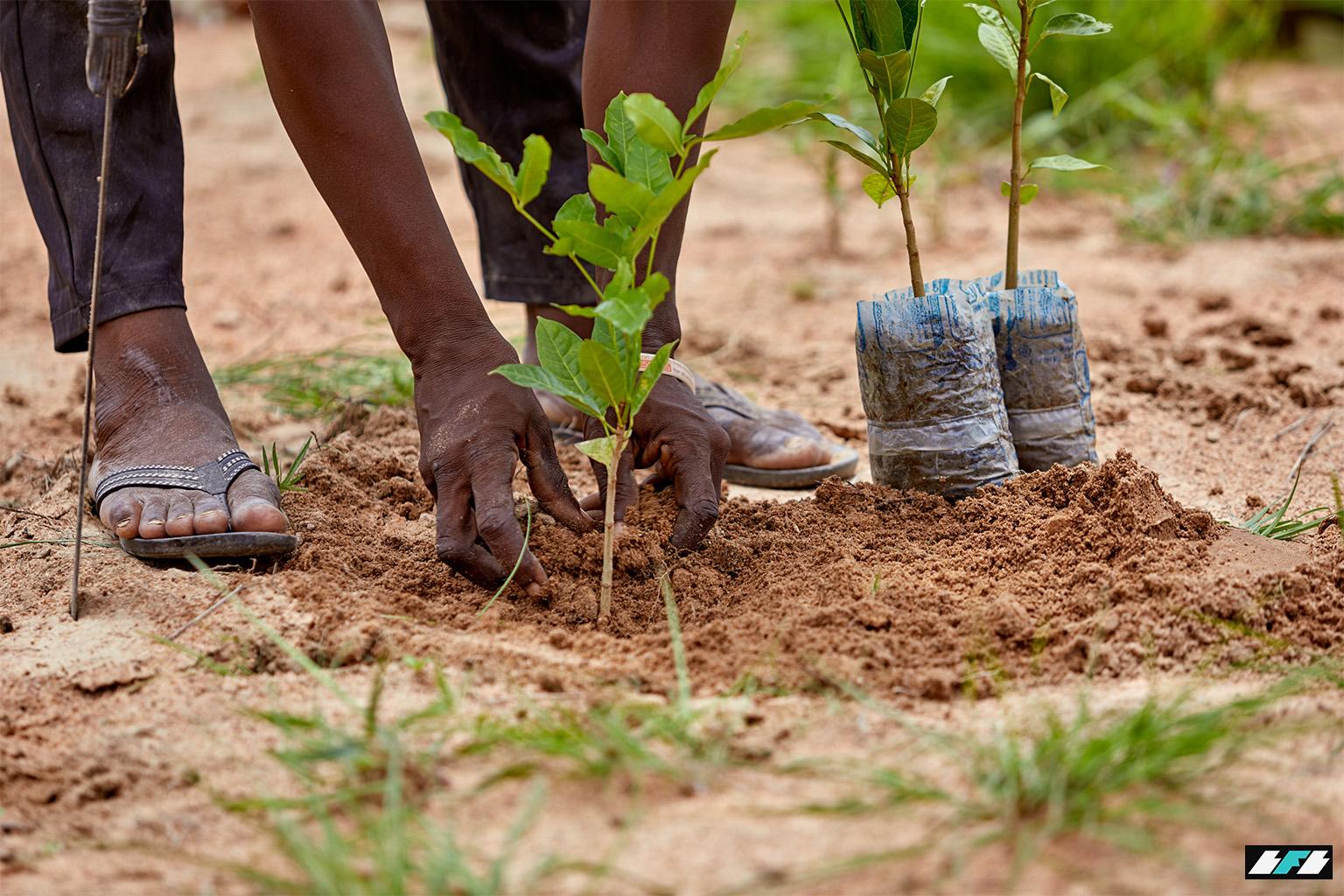 2-planting-nearly-28-million-trees_2