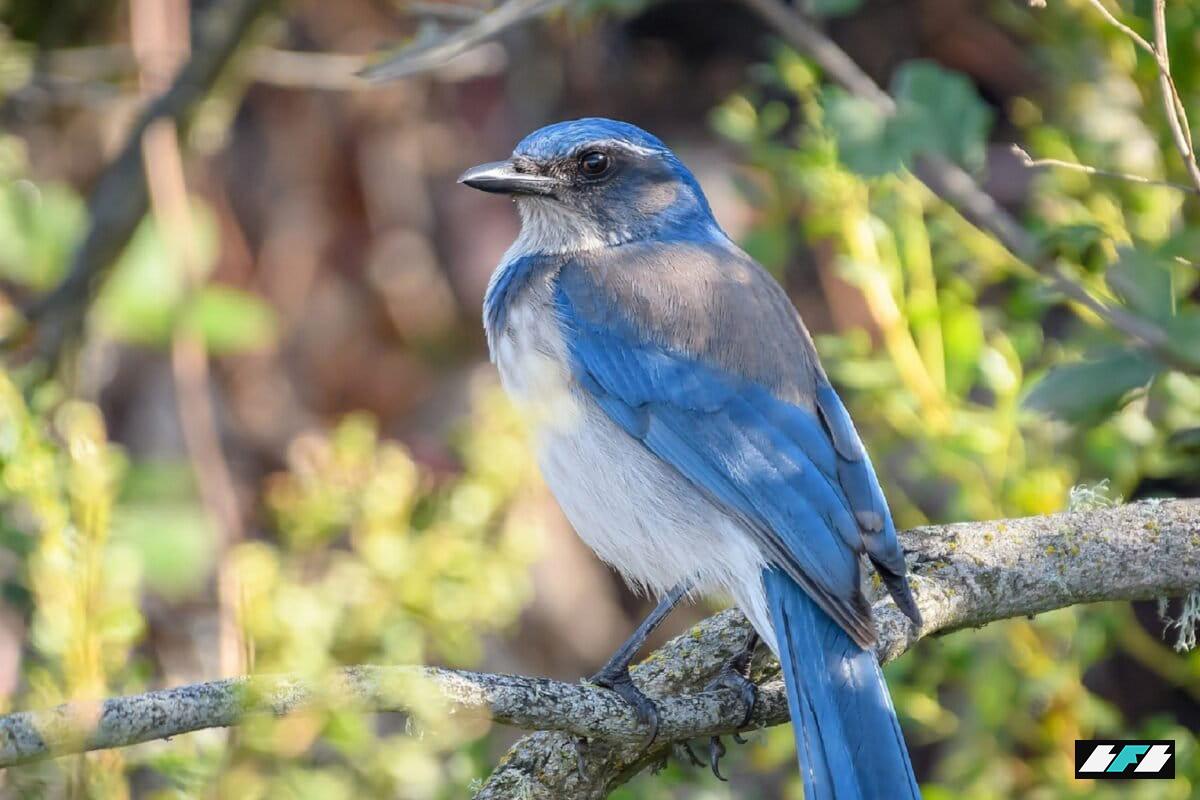 2048px-California_Scrub-Jay_38808625355-1200x800_2
