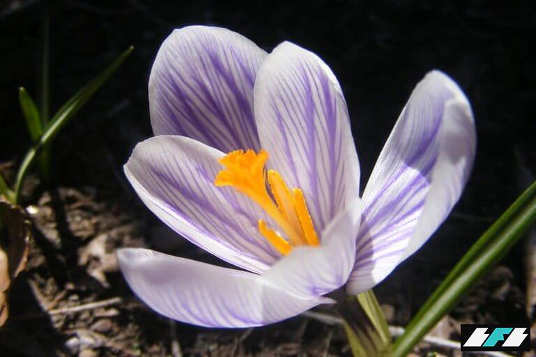 2411004636_6b264e6e3f_c-768x512_2