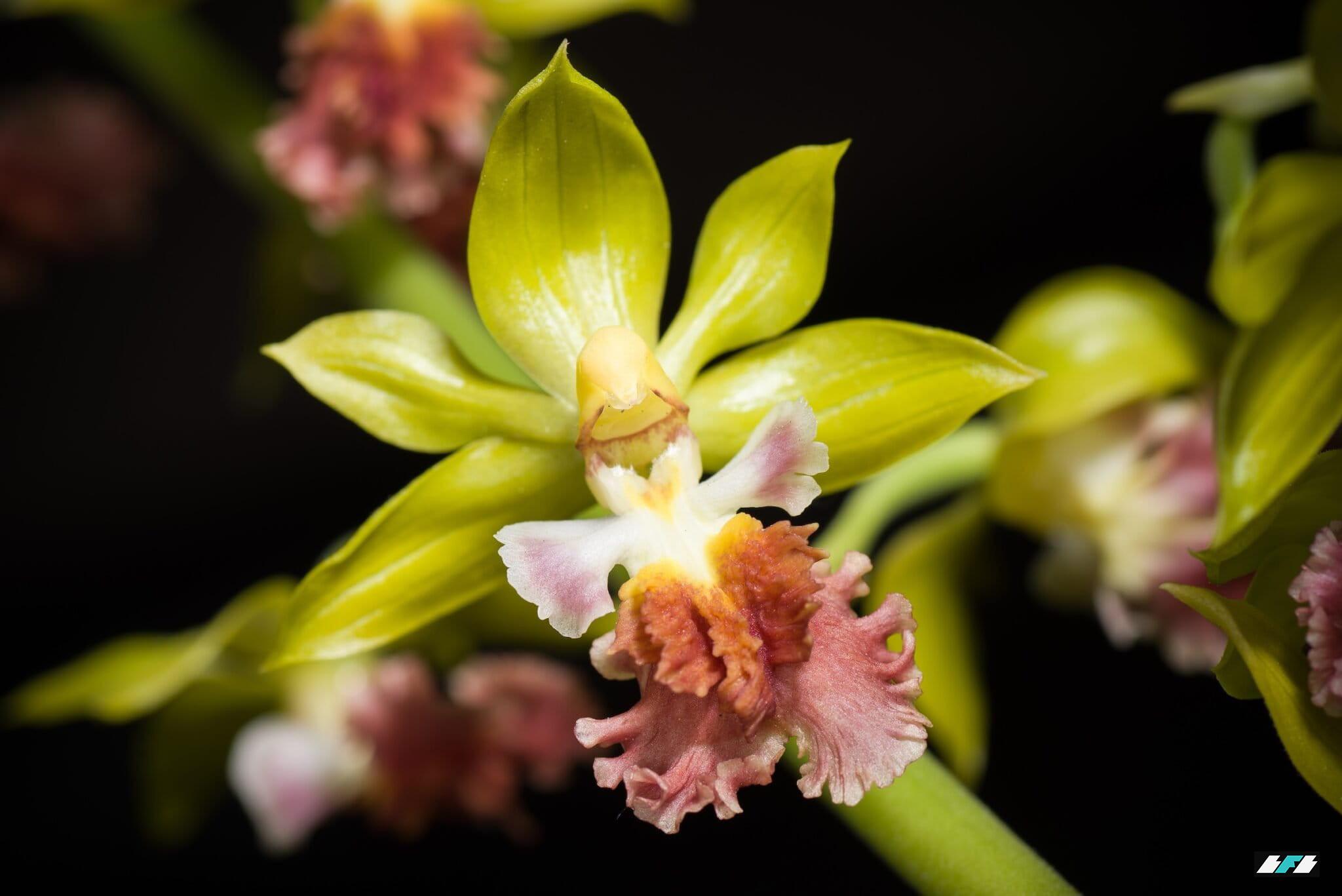 Calanthe_tricarinata_Wiki-2048x1367_2