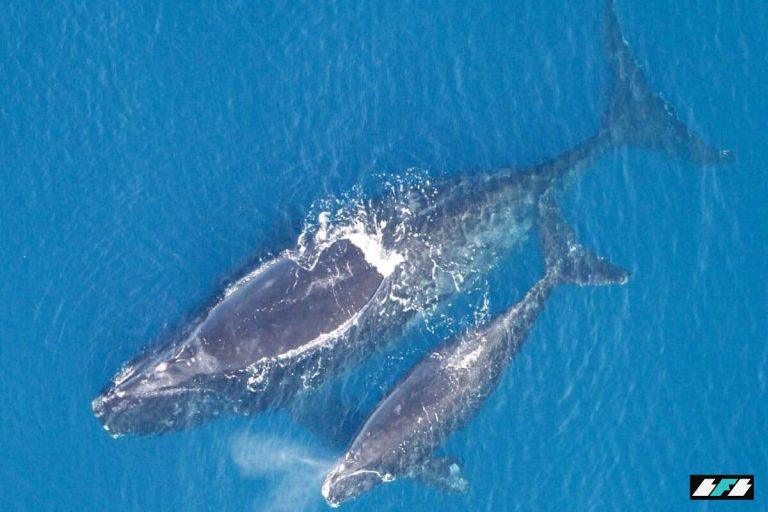 Eubalaena_glacialis_with_calf-1200x800_2