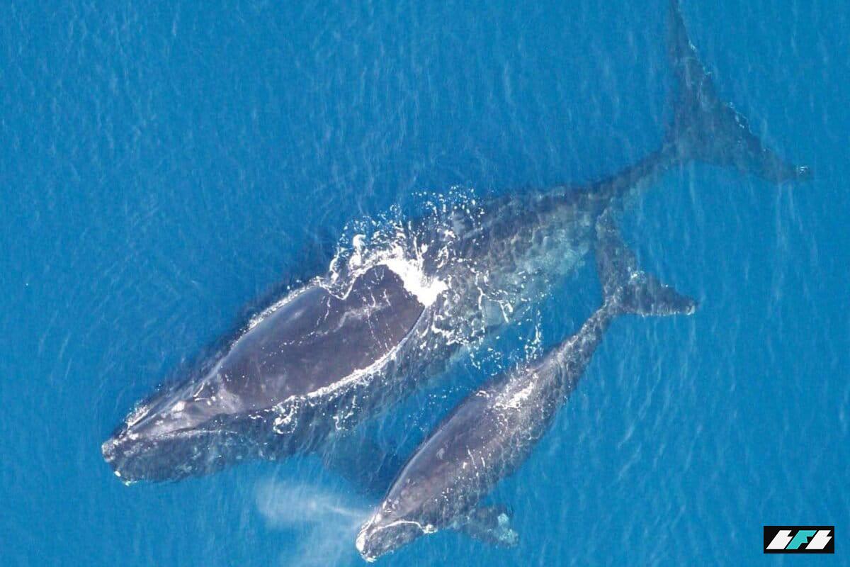 Eubalaena_glacialis_with_calf-1200x800_2