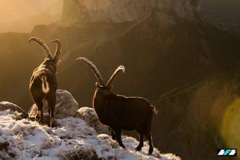 ©️LucaMelcarne-Alpine-ibex-3-1200x800_2