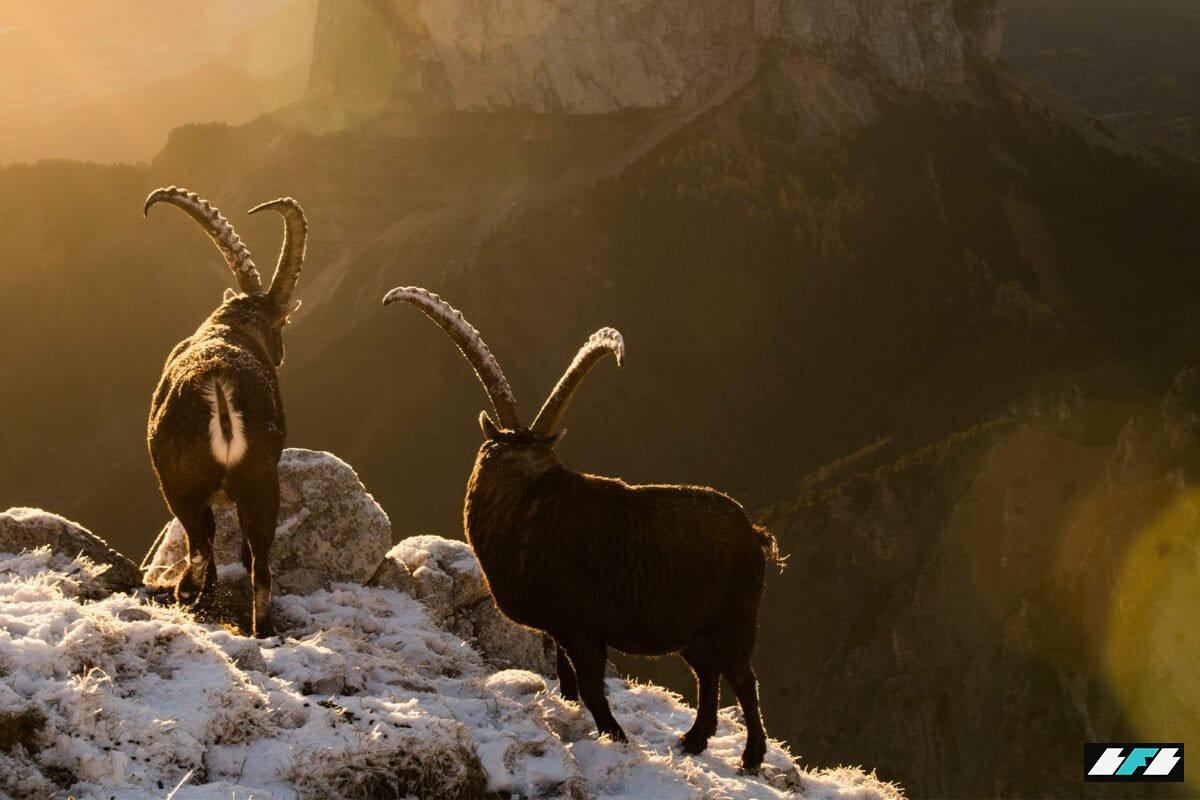 ©️LucaMelcarne-Alpine-ibex-3-1200x800_2