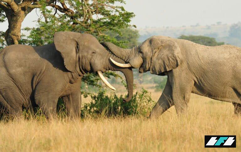Banner-Julie-Larsen-4415-African-Elephants-UG-1-768x486_2