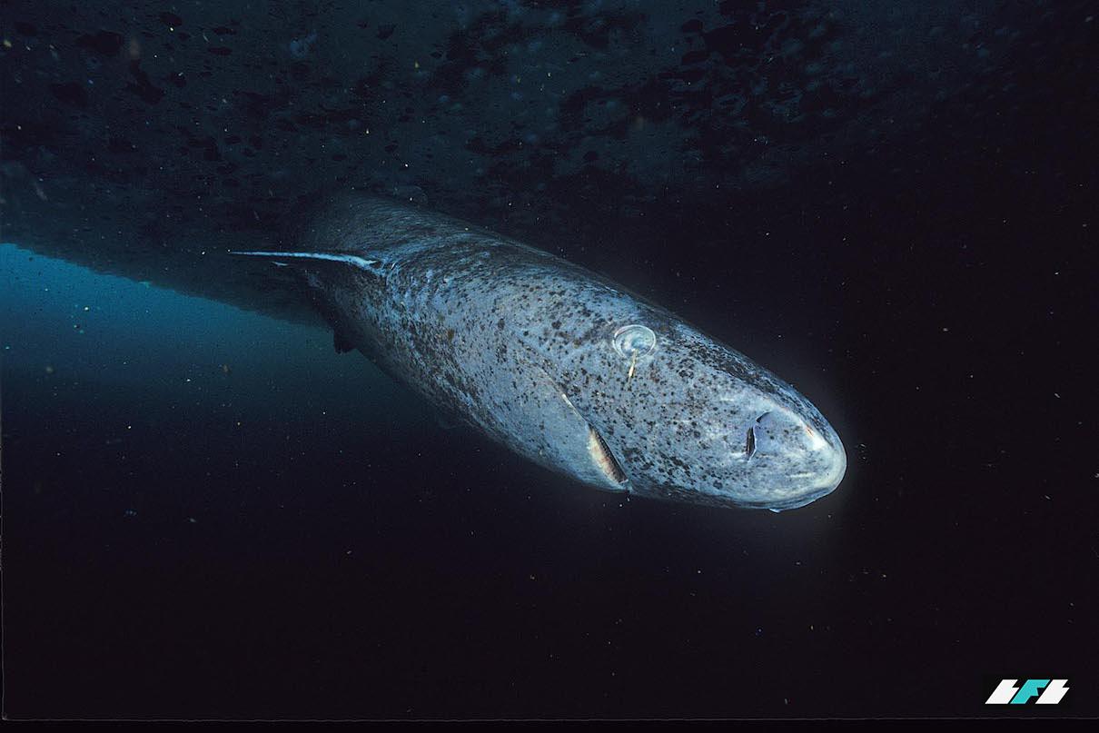 Greenland_shark_profile02